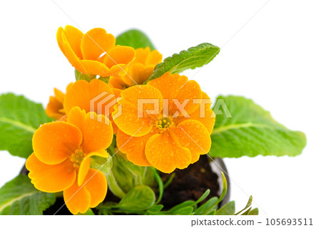 Blossom of primula flowers isolated on white background. Spring floral background 105693511