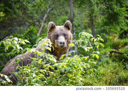 Young brown bear (Ursus arctos) in the summer forest. Animal in natural habitat. 105693520