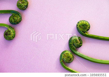 Kogomi (Kusasotetsu) 105693551