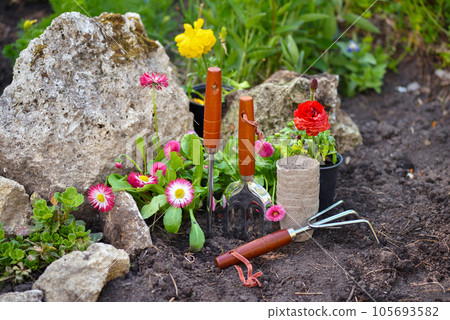 Gardening tools and spring flowers in the garden. Gardening concept. 105693582
