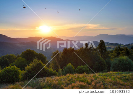 Fantastic sunset and bright grass in sunlight. Carpathian, Ukraine, Europe. 105693583