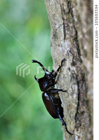 棲息在以酷熱而聞名的鳩山町愛國之鄉樹林中的雄性犀牛甲蟲。 105693594