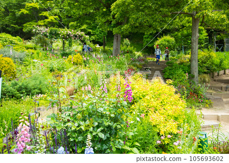 《神戶市》山中植物園布引藥草園/ 105693602