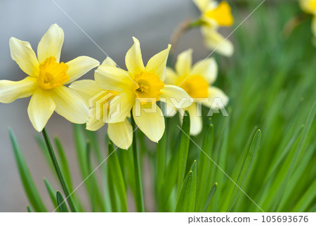 Spring yellow Daffodils. Fresh Narcissus flowers. Floral background 105693676