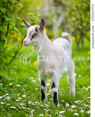 White baby goat standing on green lawn 105693703