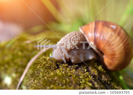 Burgundy snail (Helix pomatia, Roman snail, edible snail, escargot) on the moss. Close-up images 105693705