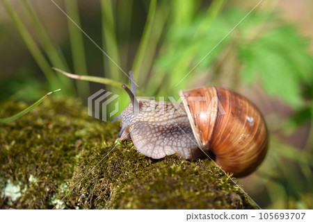 Burgundy snail (Helix pomatia, Roman snail, edible snail, escargot) on the moss. Close-up images 105693707