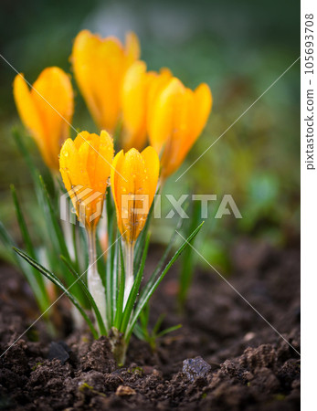 The yellow crocuses family with dew drops, spring crocus The yellow crocuses family with dew drops, spring crocus 105693708