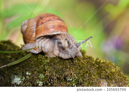 Burgundy snail (Helix pomatia, Roman snail, edible snail, escargot) on the moss. Close-up images Burgundy snail (Helix pomatia, Roman snail, edible snail, escargot) on the moss. Close-up images 105693709