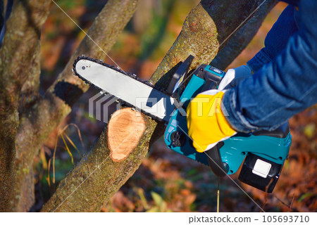 A gardener pruns trees with a lightweight cordless chain saw. Work in the autumn garden. A gardener pruns trees with a lightweight cordless chain saw. Work in the autumn garden. 105693710