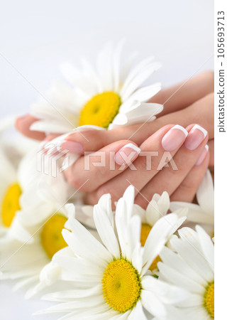 Beautiful woman french manicured hands with fresh daisy flowers Beautiful woman french manicured hands with fresh daisy flowers 105693713