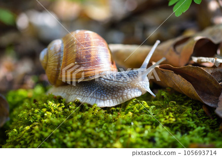 Burgundy snail (Helix pomatia, Roman snail, edible snail, escargot) on the green moss. Burgundy snail (Helix pomatia, Roman snail, edible snail, escargot) on the green moss. 105693714