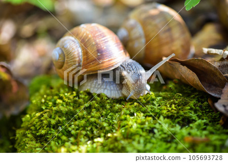 Burgundy snail (Helix pomatia, Roman snail, edible snail, escargot) on the green moss. 105693728