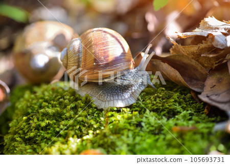 Burgundy snail (Helix pomatia, Roman snail, edible snail, escargot) on the green moss. 105693731