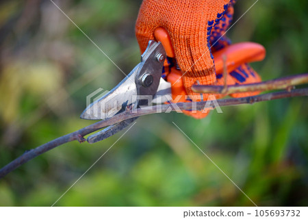Closeup of hands doing autumn pruning of grape bushes, gardener in gloves with garden pruner. 105693732