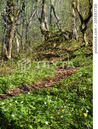 Beautiful spring forest. Bright sunny day in the forest in the mountains. Forest landscape Beautiful spring forest. Bright sunny day in the forest in the mountains. Forest landscape 105693739