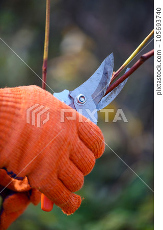 Closeup of hands doing autumn pruning of grape bushes, gardener in gloves with garden pruner. 105693740