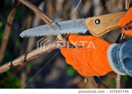 The gardener makes the pruning of a grape bush. Gardener's hands with a hand saw close up. 105693746