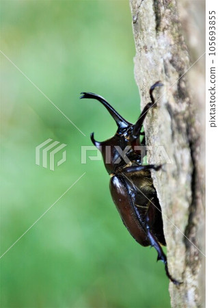 A male rhinoceros beetle that lives in the woods of Aigo no Sato, Hatoyama Town, which is famous for its intense summer heat. 105693855