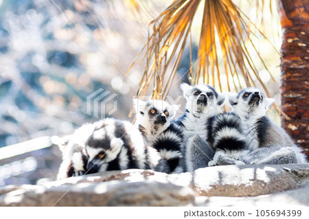 Family of cute little Ring-tailed lemur sitting in the shade on a hot summer day on Madagascar. Family of cute little Ring-tailed lemur sitting in the shade on a hot summer day on Madagascar. 105694399