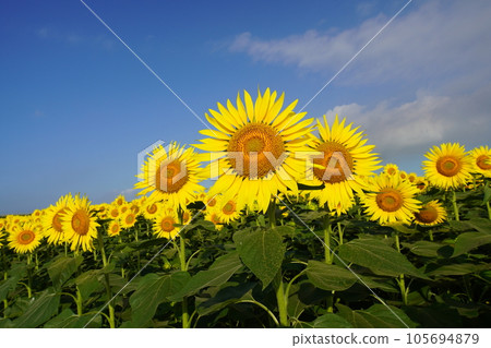 Sunflower 3412 Sunflower 3412 105694879