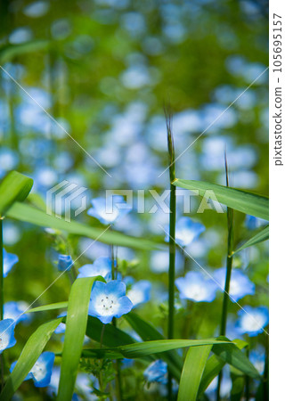 《Kobe City》 Botanical garden located in the mountains Nunobiki Herb Garden / 105695157