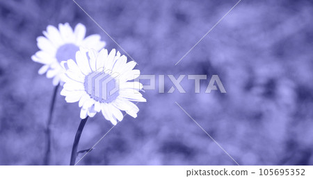 Very Peri. Color of the year 2022. Abstract background toned trendy violet color. Copy Space for text. Spring Meadow with Daisies. Grass and Flowers border. Close-up of the lawn 105695352