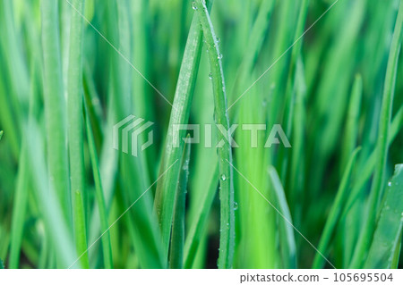 Young green onion plants in the field. Green onion are grown in plantation. Green onions, bunches tied. Rows of Onions. organic young green onion plants growng in a greenhouse Young green onion plants in the field. Green onion are grown in plantation. Green onions, bunches tied. Rows of Onions. organic young green onion plants growng in a greenhouse 105695504
