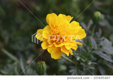 Marigold yellow flowers blooming in summer garden 105695807