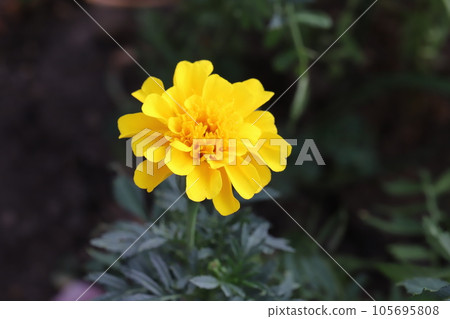 Marigold yellow flowers blooming in summer garden 105695808