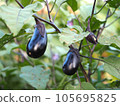 菜園裡的綠色和黃色蔬菜茄子 105695825