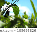 菜園裡種植的茄子和藍天 105695826