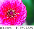 用微距鏡頭拍攝的百日草（花語：幸福） 105695829