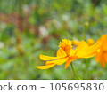 用微距鏡頭拍攝的波斯菊（花語：謙虛） 105695830