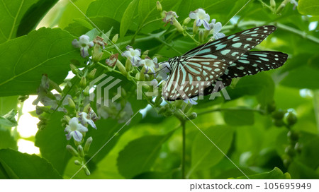 butterflies and small flowers 105695949