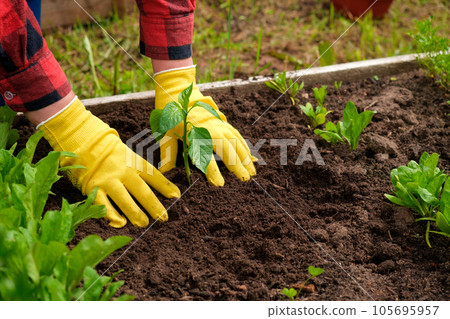 Hand of gardener seedling young vegetable plant in the fertile soil. Woman's hands in yellow gloves and red shirt is gardening. Female farmer planting peppers in the ground. Organic Cultivation 105695957