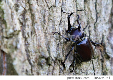 A male rhinoceros beetle that lives in the woods of Aigo no Sato, Hatoyama Town, which is famous for its intense summer heat. A male rhinoceros beetle that lives in the woods of Aigo no Sato, Hatoyama Town, which is famous for its intense summer heat. 105695961