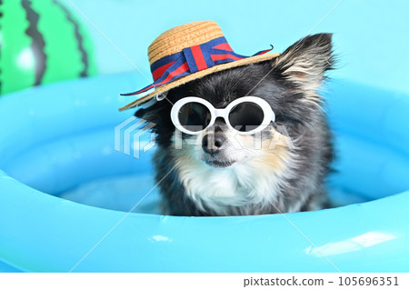 A playful Chihuahua playing in the pool wearing a boater hat and sunglasses, UV protection, summer image A playful Chihuahua playing in the pool wearing a boater hat and sunglasses, UV protection, summer image 105696351