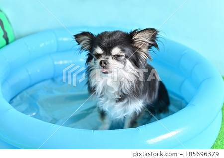 A cute chihuahua with a funny face playing in the pool 105696379