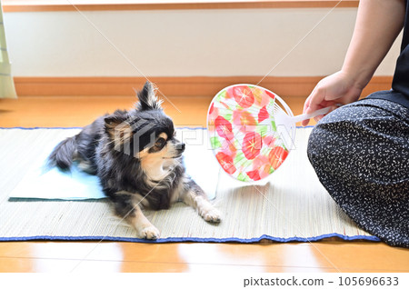 與我的狗吉娃娃和擁有它的女人一起度過了夏天 105696633