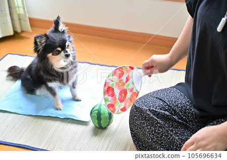 Summer spent with my dog Chihuahua and the woman who owns it 105696634