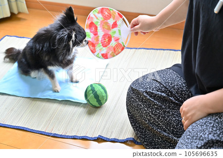 Summer spent with my dog Chihuahua and the woman who owns it 105696635