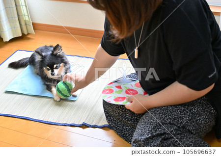 Summer spent with my dog Chihuahua and the woman who owns it 105696637