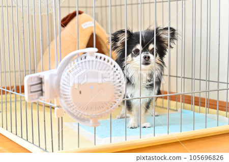 Chihuahua's summer measures against the heat by attaching a small fan to the cage 105696826