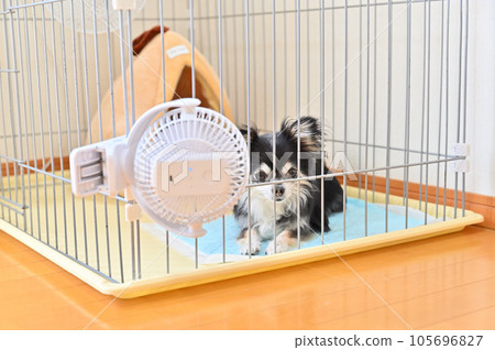 Chihuahua's summer measures against the heat by attaching a small fan to the cage Chihuahua's summer measures against the heat by attaching a small fan to the cage 105696827