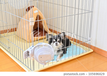 Chihuahua's summer measures against the heat by attaching a small fan to the cage Chihuahua's summer measures against the heat by attaching a small fan to the cage 105696829