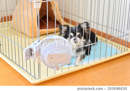 Chihuahua's summer measures against the heat by attaching a small fan to the cage 105696830
