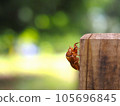 暑假期間在輪筱森公園發現蟬殼 105696845