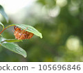 林子之森公園發現的樹葉和蟬殼 105696846