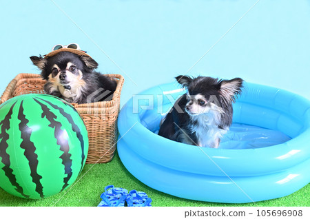 Two good friends Chihuahua enjoying the resort 105696908